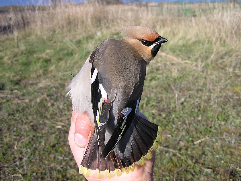 Bohemian Waxwing, Sundre 20050513